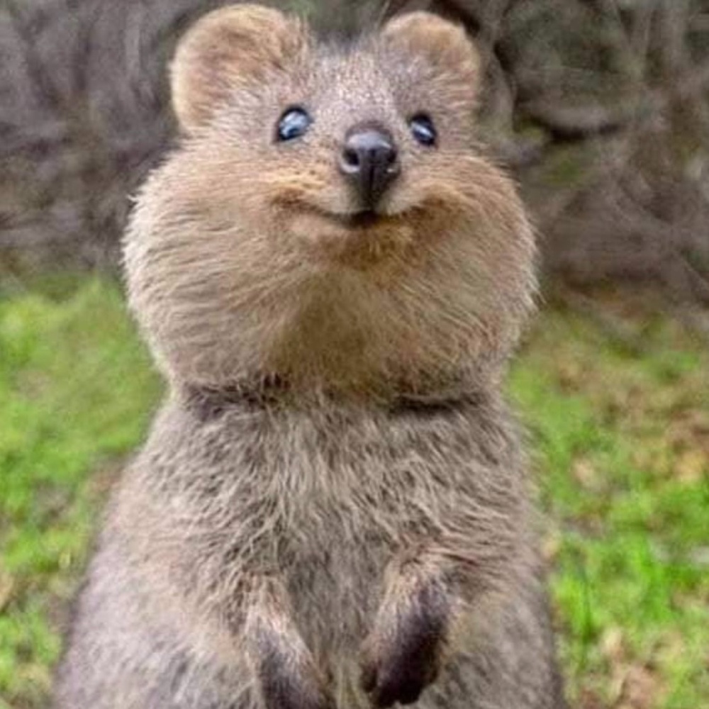 Meet your Posher, Linda